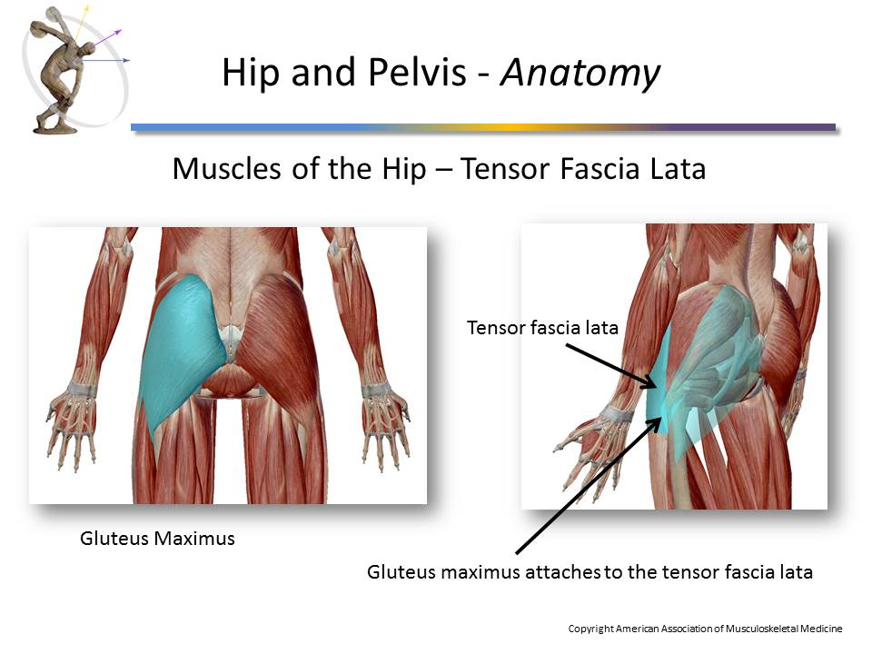 Module 4 Hip and Pelvis Prolotherapy Education